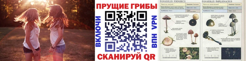 Купить  Серафимович  Галлюциногенные грибы GOLDEN TEACHER 